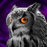いわさき🦉 profile picture