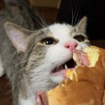 INSOMNIAC RESELLER💤 avatar