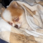 GONE! ❤️‍🩹 avatar