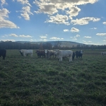 NashCowboy🅃 avatar